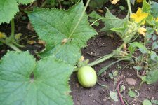 Peut être de la famille des cornichons