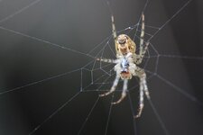 Araignée à identifier