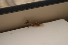 Mantispe styrienne