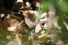 Lézard des murailles