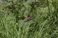 Laîche-carex