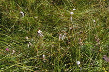 Linaigrette engainante