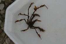 Macropodia rostrata