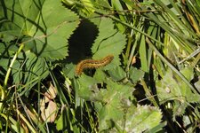 Malacosoma neustria (chenille de papillon de nuit)