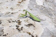 Mante religieuse verte