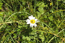 Marguerite