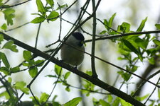 Mésange nonette - Poecile palustris