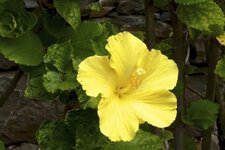 Hibiscus rose de Chine