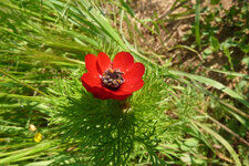Adonis goutte de sang
