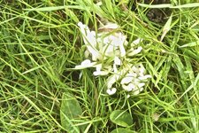 Clavaria vermicularis