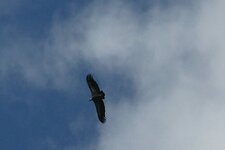 Vautour fauve