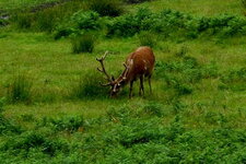 Cerf élaphe - Cervus élaphus