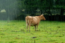  Vache Froment du Léon