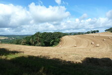 Champ de blé moissonné