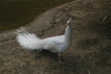 Paon blanc
