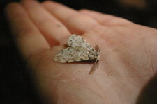 Papillon de nuit