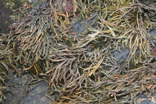 Pelvetie - Pelvetia canaliculata