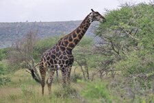 Girafe - giraffa camelopardalis
