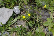 Potentille erecta