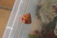 Troque jujube - Calliostoma zizyphinum