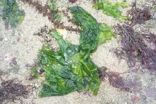 Ulve, laitue de mer (Ulva sp.)
