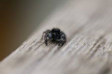 Tête à tête avec une araignée sauteuse
