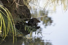 Rattus