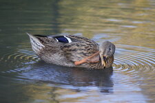 Colvert - femelle