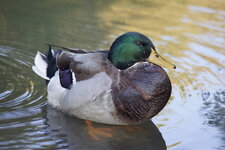Colvert - mâle