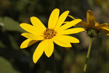Topinambour