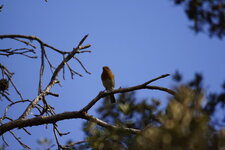 Rouge-gorge familier