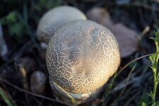 Champignons ?