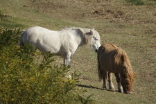 Poneys