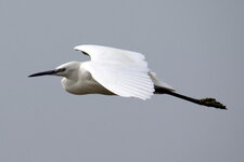 Aigrette garzette