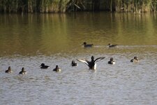 Fuligules morillons