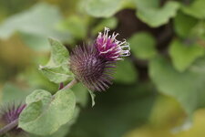 Nouvel inconnu - la fleur