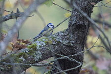 Mésange bleue