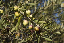 Picholine - le fruit