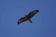 Buse variable