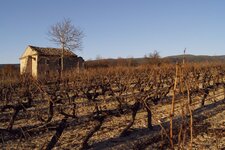 Vigne de Côtes du Ventoux