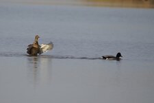 Couple de canards colvert
