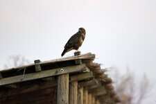 Buse variable