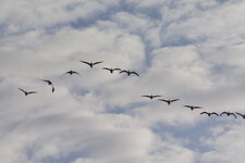 Vol en formation