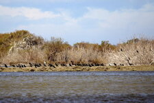 Colonie de cormorans