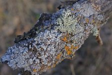 Congrès de lichens