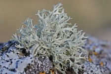 Lichen fruticuleux