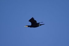 Grand cormoran mâle bagué