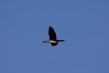 Grand cormoran juvénile