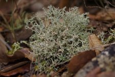Lichen sur tapis végétal