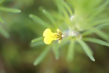 Fleur de bugle petit pin